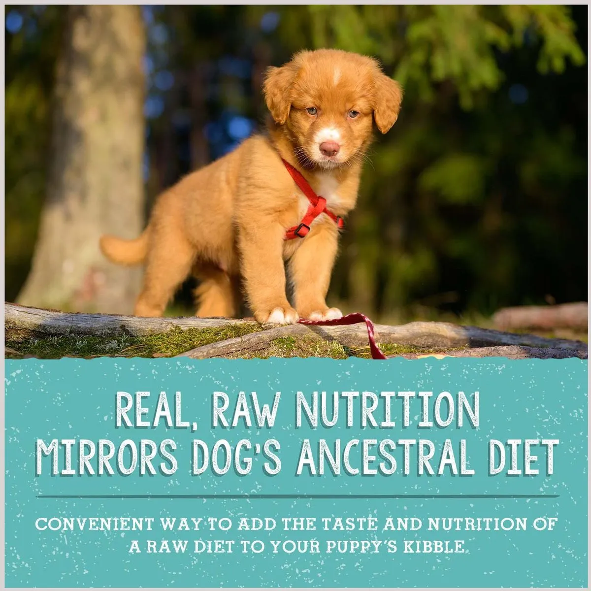 Stella & Chewy's Freeze Dried Raw Meal Mixers Grain Free Beef and Salmon Puppy Food Topper